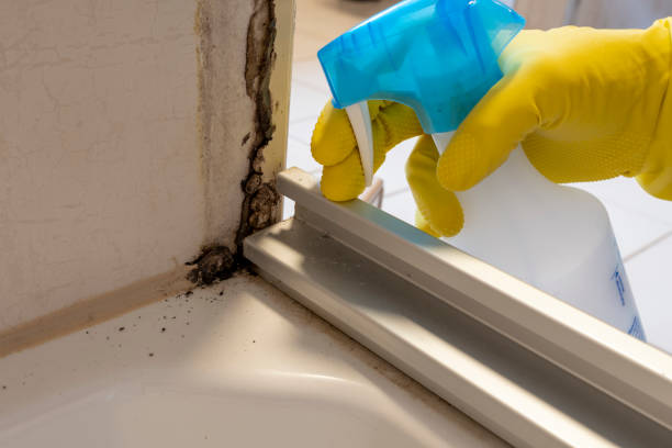 Best Attic Mold Remediation in Campbellsville, KY